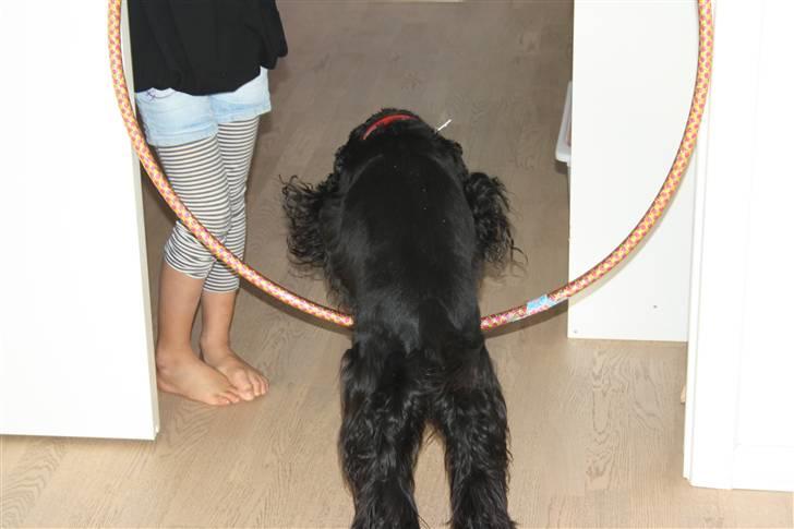 Amerikansk cocker spaniel Truly Yours Barbie billede 10