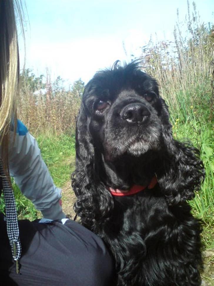 Amerikansk cocker spaniel Truly Yours Barbie billede 11