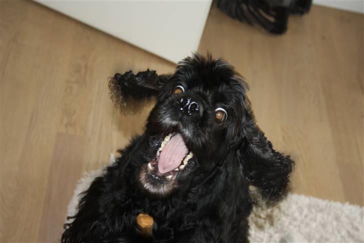 Amerikansk cocker spaniel Truly Yours Barbie billede 12