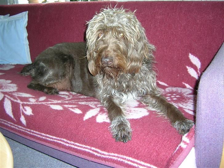 Ruhåret hønsehund muffe-pigen (R.I.P 2009) billede 1