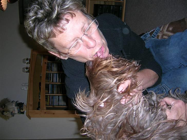 Ruhåret hønsehund muffe-pigen (R.I.P 2009) billede 2