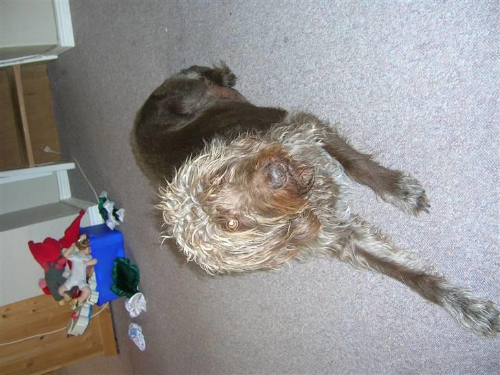 Ruhåret hønsehund muffe-pigen (R.I.P 2009) billede 3