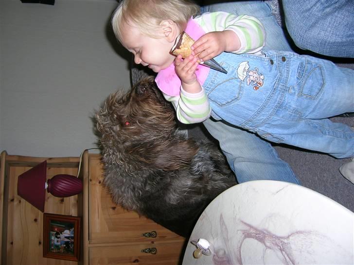 Ruhåret hønsehund muffe-pigen (R.I.P 2009) billede 4