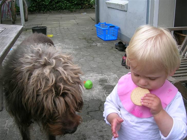 Ruhåret hønsehund muffe-pigen (R.I.P 2009) billede 5