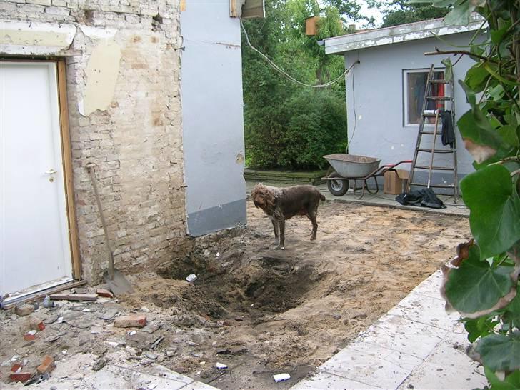Ruhåret hønsehund muffe-pigen (R.I.P 2009) billede 6