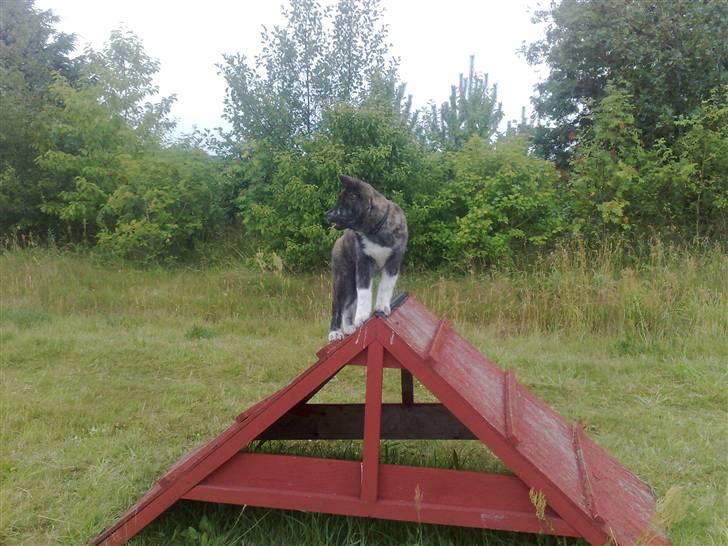 Akita inu Ricky billede 1