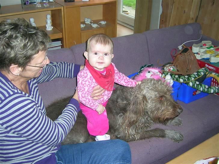 Ruhåret hønsehund muffe-pigen (R.I.P 2009) billede 8