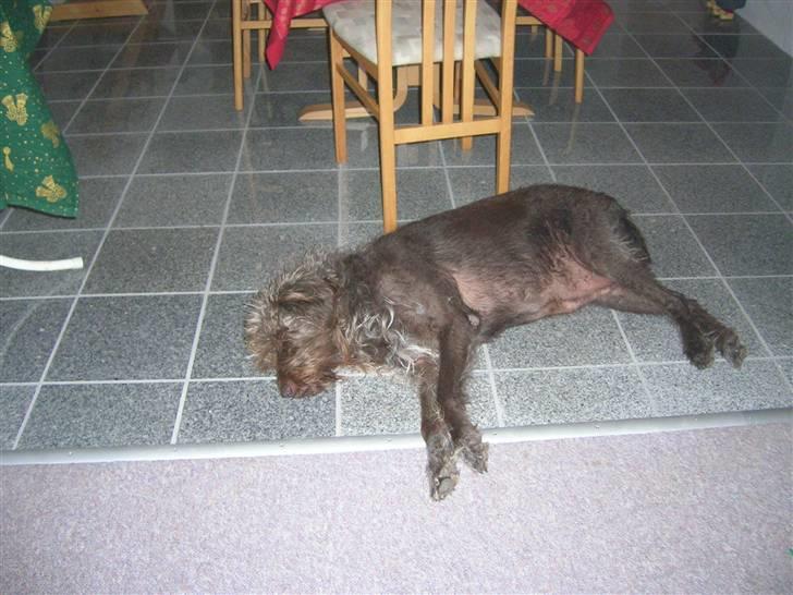 Ruhåret hønsehund muffe-pigen (R.I.P 2009) billede 9