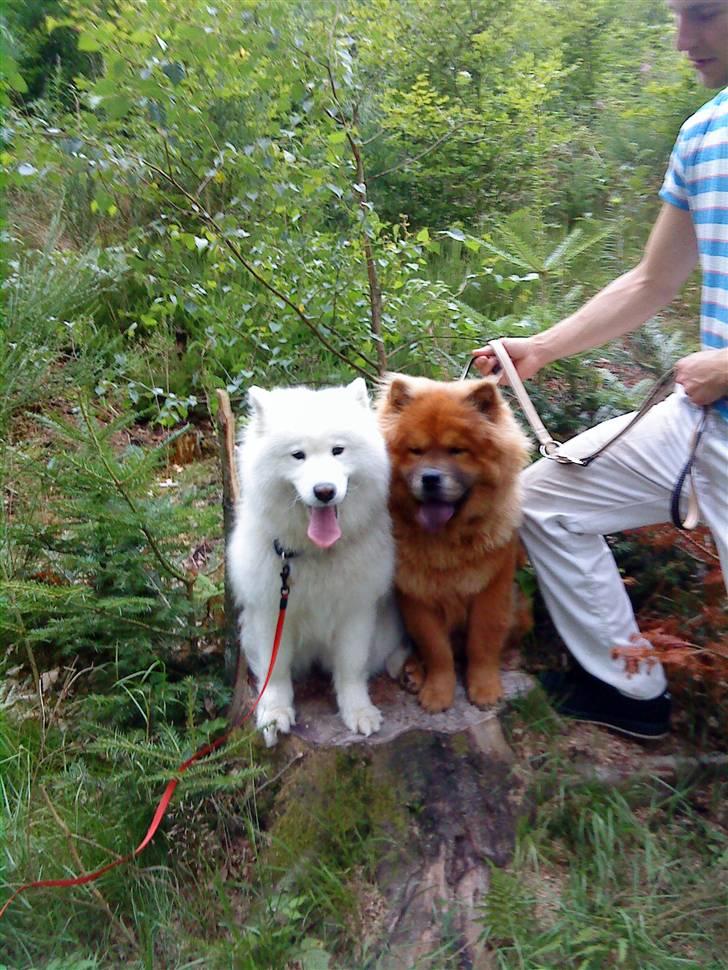 Chow chow Max billede 6