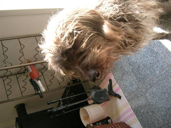 Ruhåret hønsehund muffe-pigen (R.I.P 2009) billede 10
