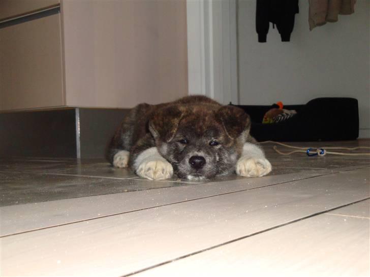 Akita inu Ricky billede 2