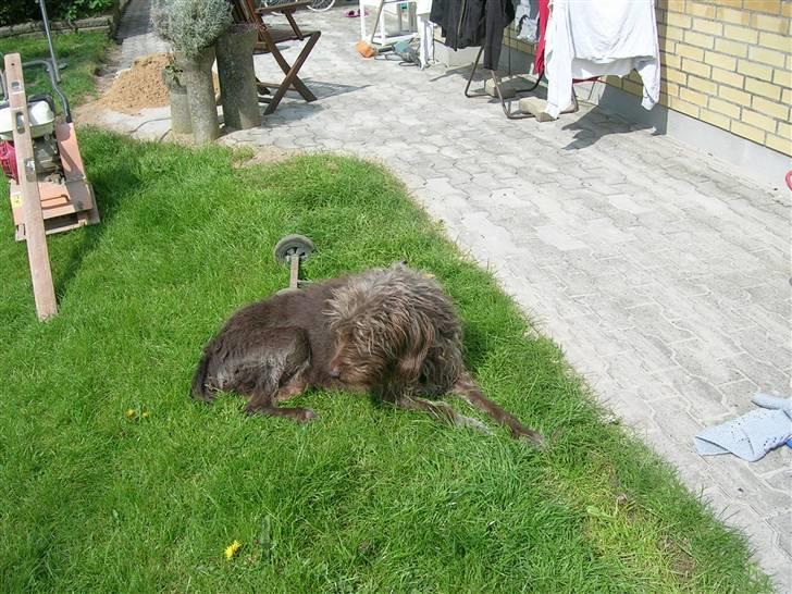 Ruhåret hønsehund muffe-pigen (R.I.P 2009) billede 11