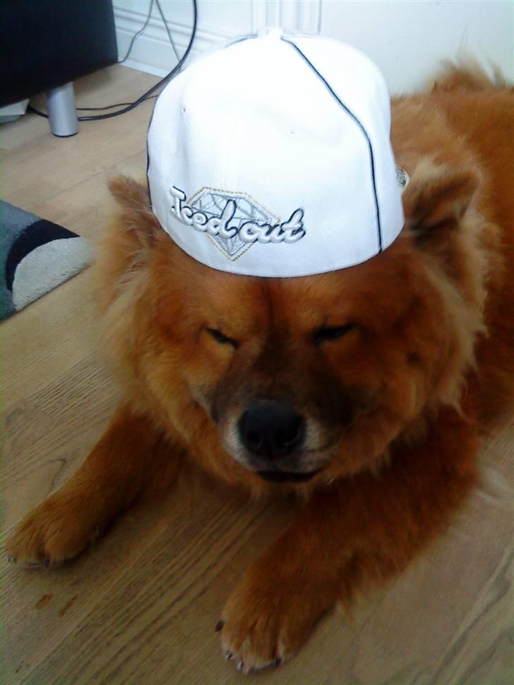 Chow chow Max billede 7