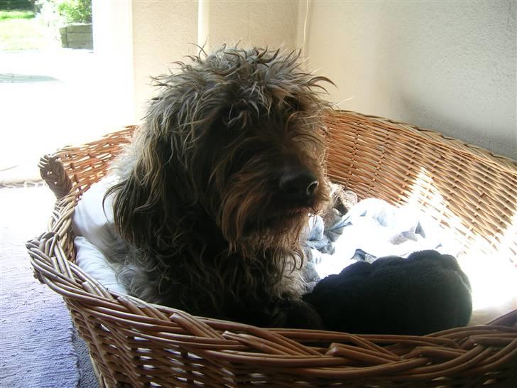 Ruhåret hønsehund muffe-pigen (R.I.P 2009) billede 12