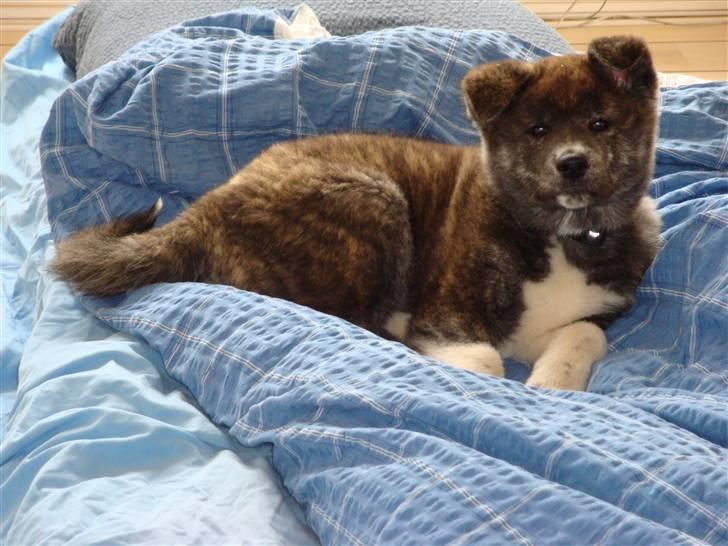 Akita inu Ricky billede 3