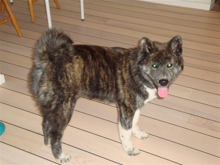 Akita inu Ricky billede 4