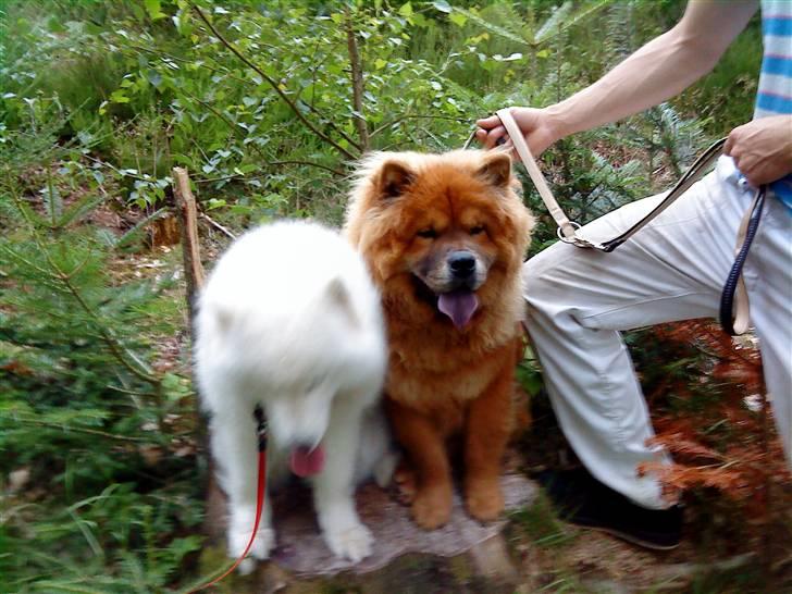 Chow chow Max billede 8