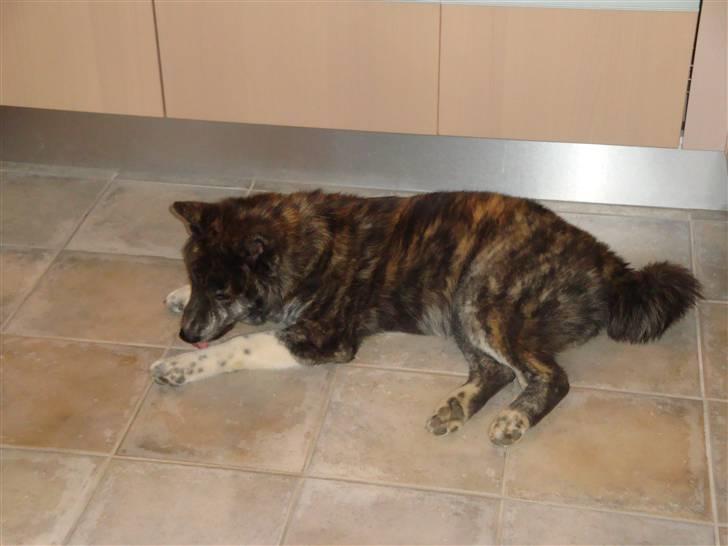 Akita inu Ricky billede 5