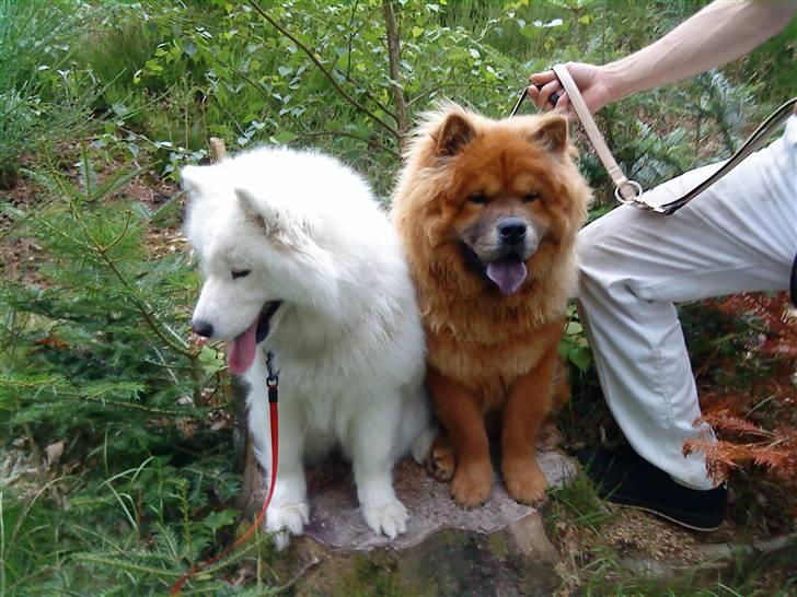 Chow chow Max billede 9