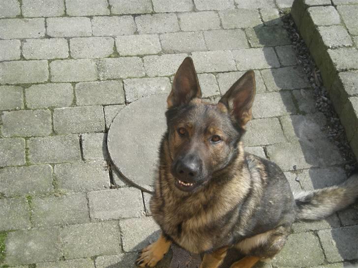 Schæferhund Hector billede 10