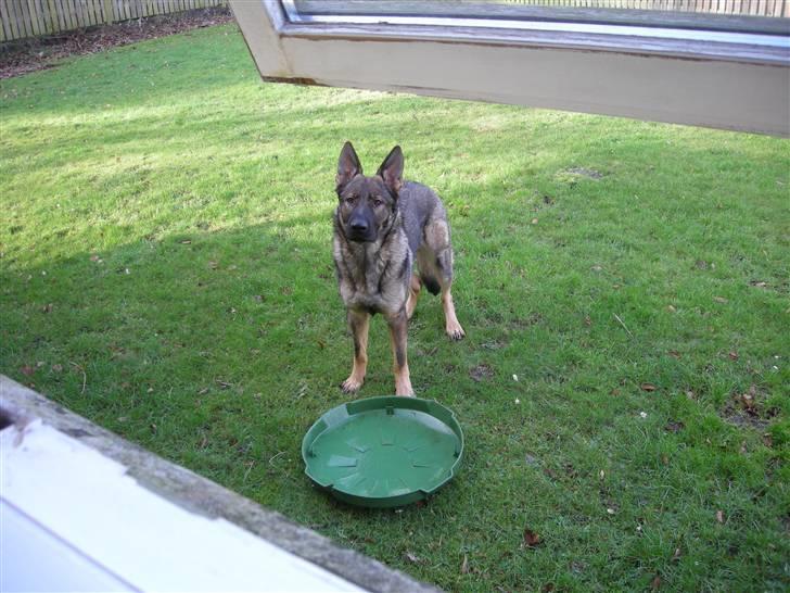 Schæferhund Hector billede 11