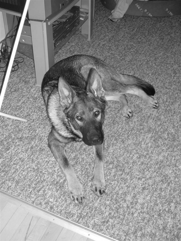 Schæferhund Hector billede 12