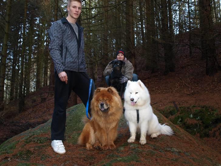 Chow chow Max billede 10