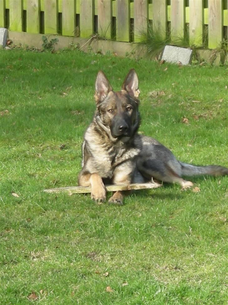 Schæferhund Hector billede 13