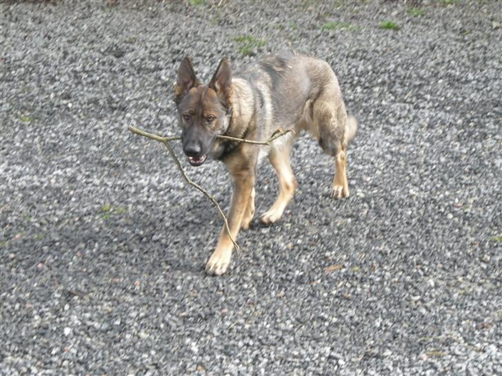 Schæferhund Hector billede 14
