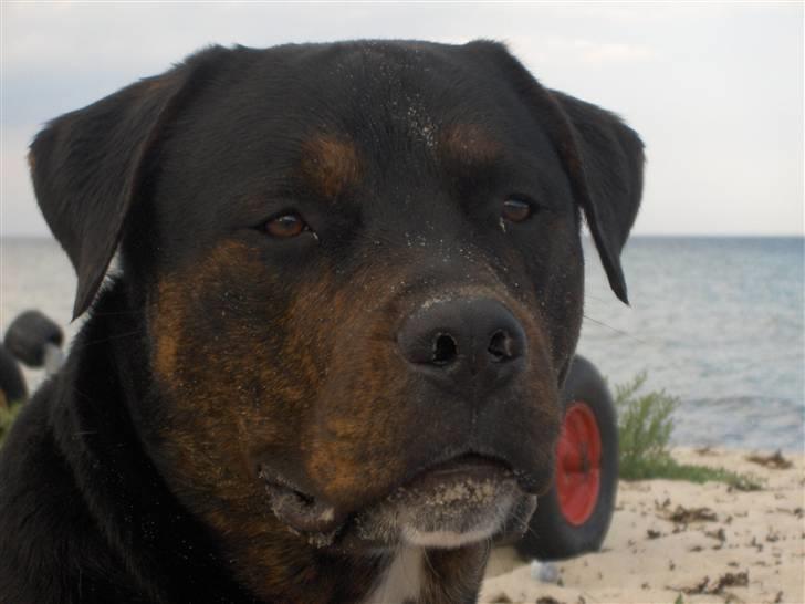 Blanding af racer Felix billede 9