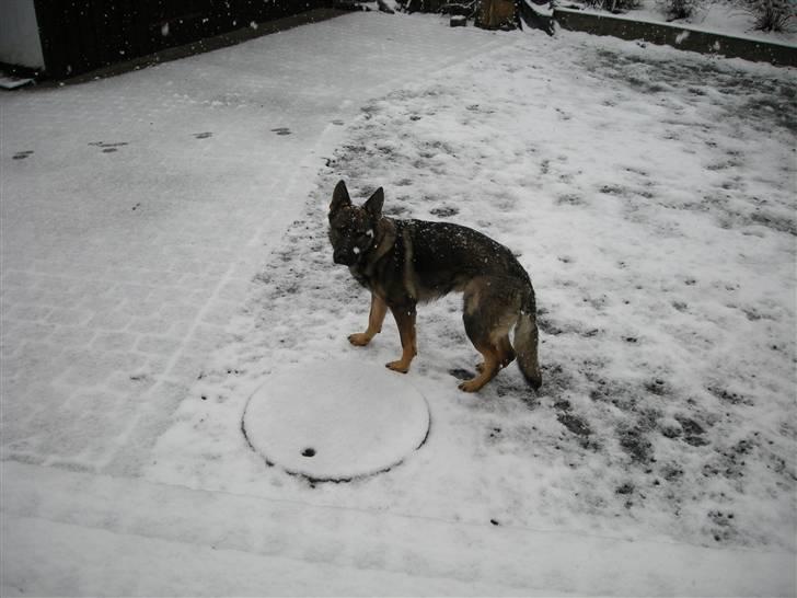 Schæferhund Hector billede 15