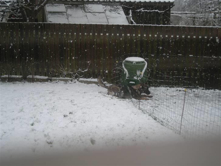 Schæferhund Hector billede 16