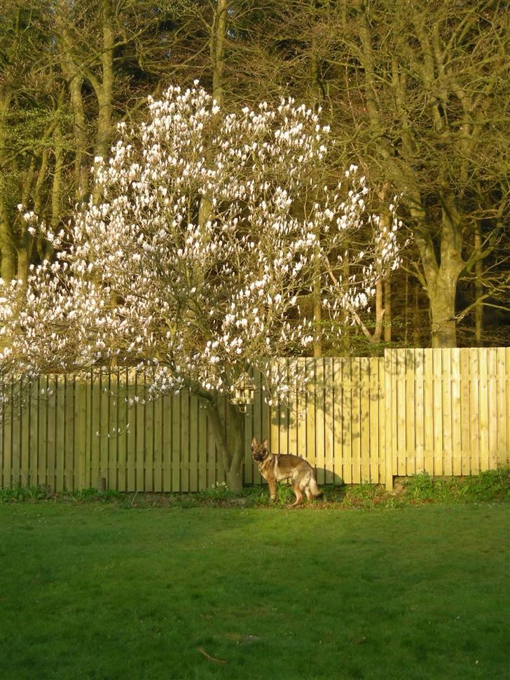 Schæferhund Hector billede 17