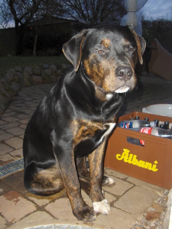 Blanding af racer Felix - uheldig vinkel Felix hi hi billede 10