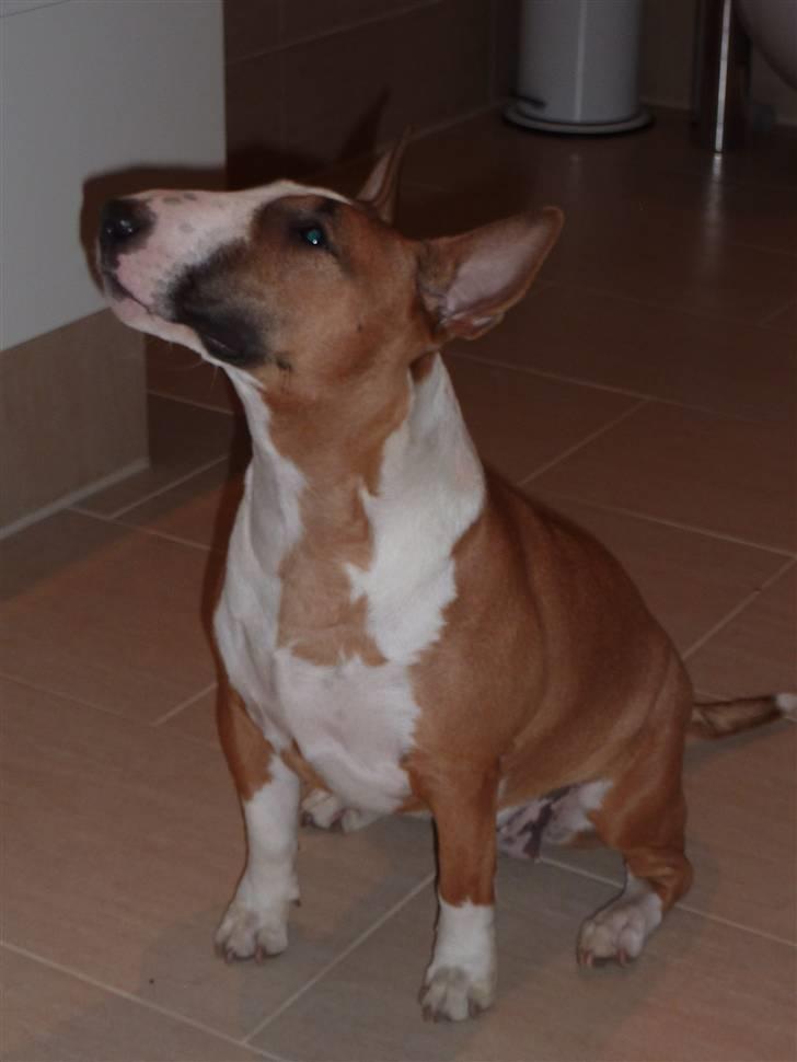 Bullterrier miniature Bruni Banani - April 2010 billede 10