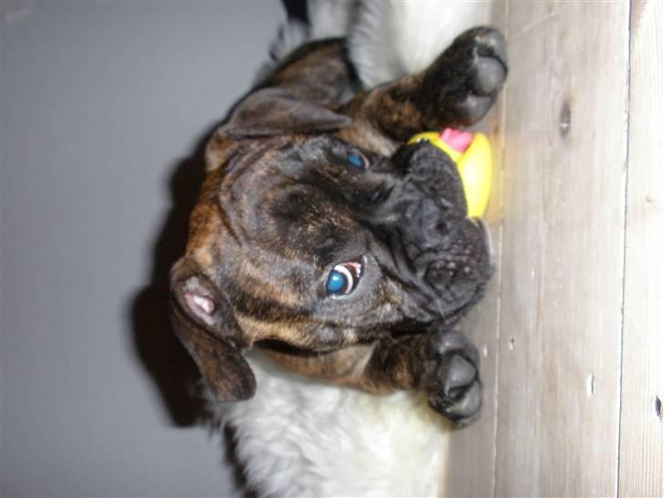 Olde english bulldogge Arnold, bullgaards billede 15