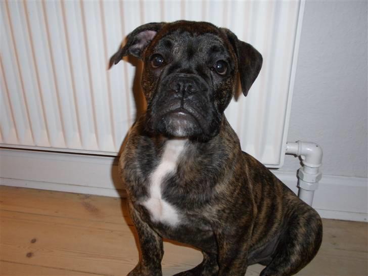 Olde english bulldogge Arnold, bullgaards billede 17