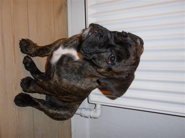 Olde english bulldogge Arnold, bullgaards billede 18