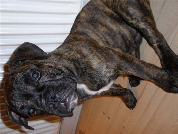 Olde english bulldogge Arnold, bullgaards billede 19