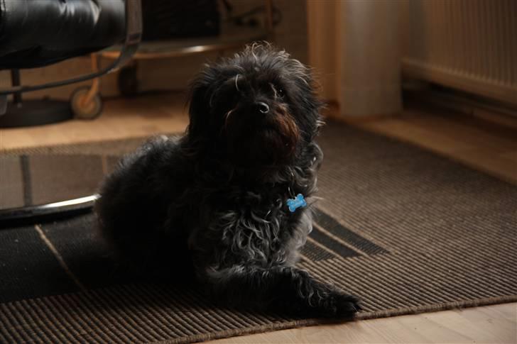 Griffon belge Futte - [foto: KLT] billede 9