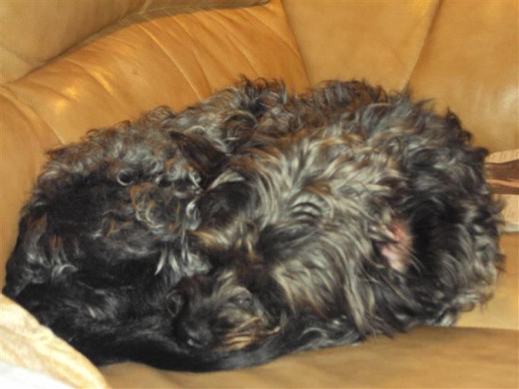 Griffon belge Futte - Elsker det her billede pga. hans øre ,] / foto.: Lea Rasander - 20/9 2009 billede 10