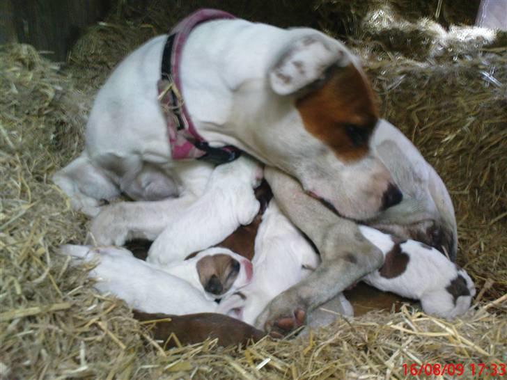 Amerikansk staffordshire terrier Emma billede 7