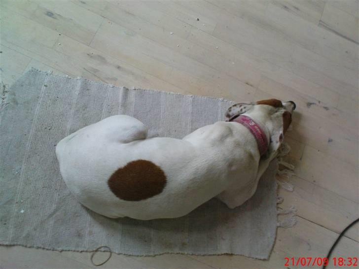 Amerikansk staffordshire terrier Emma billede 8