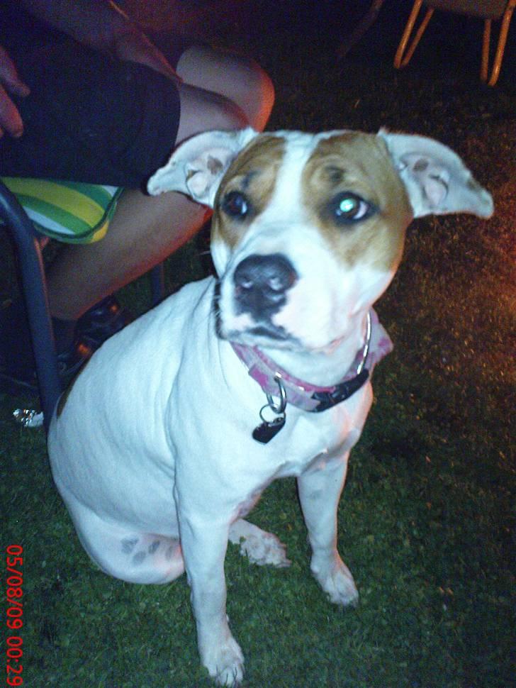 Amerikansk staffordshire terrier Emma billede 9