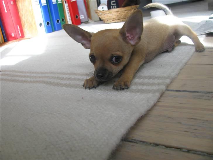 Chihuahua Eddie billede 2