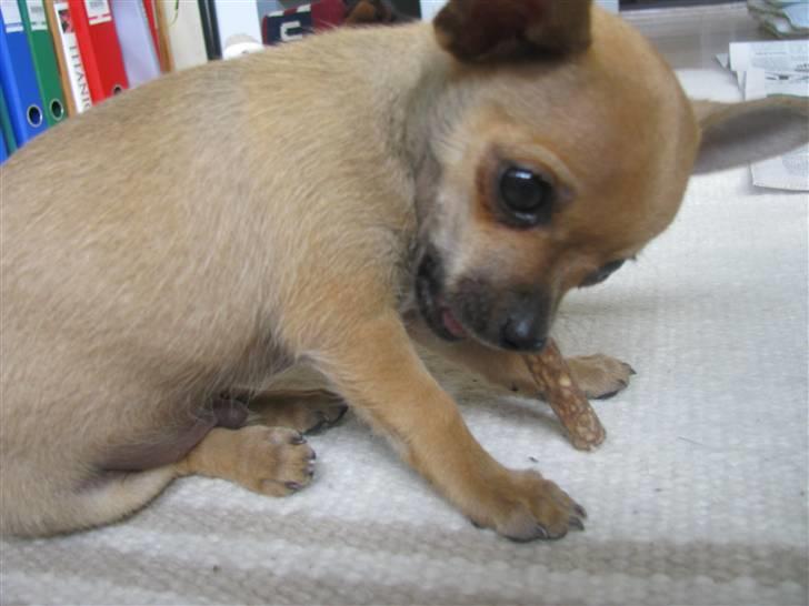 Chihuahua Eddie billede 3