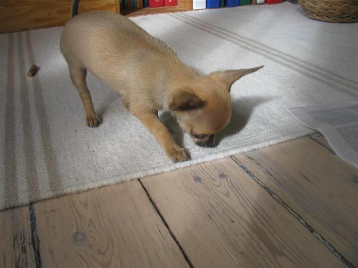 Chihuahua Eddie billede 4