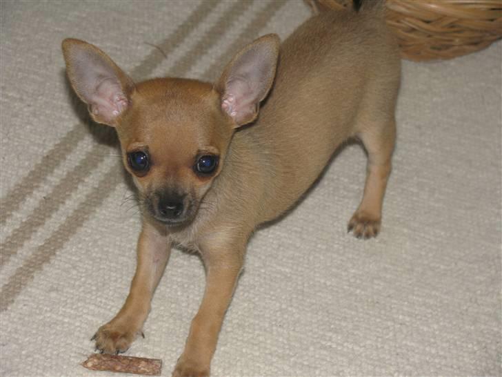 Chihuahua Eddie billede 5