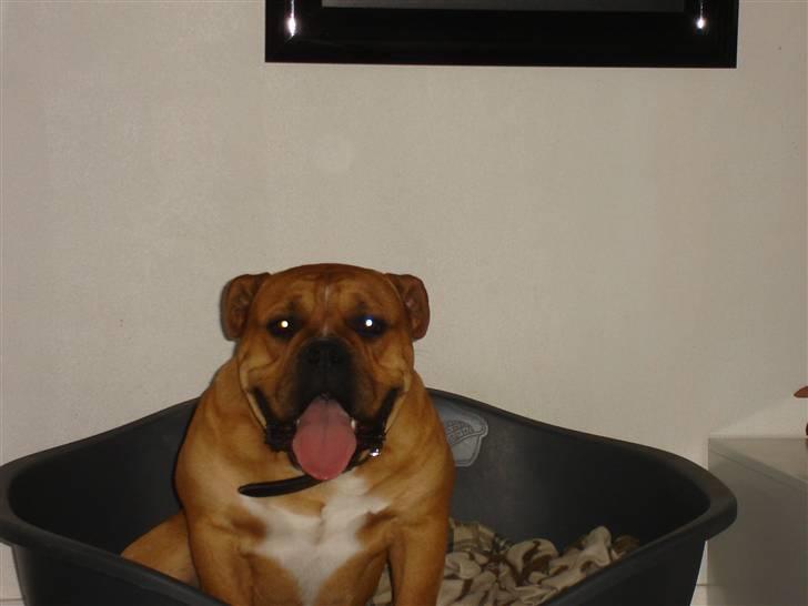 Olde english bulldogge bullgaard,s anton billede 12