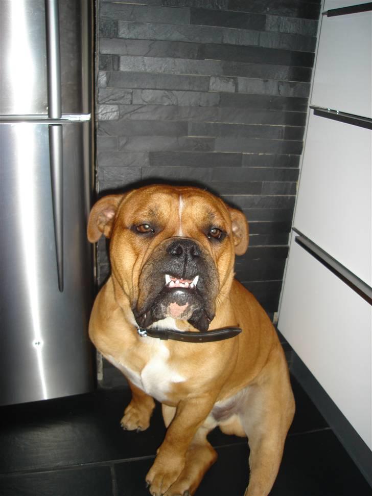 Olde english bulldogge bullgaard,s anton billede 13